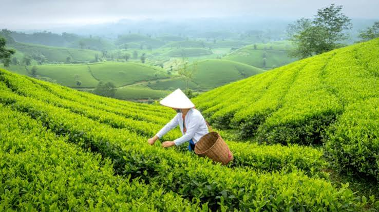 Shyamkhet Tea Gardens - Places to Visit in Nainital - Gola Holidays - Slide 1